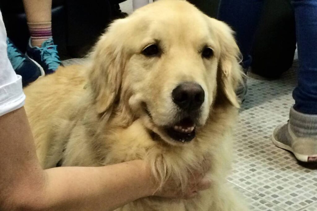 bom-pra-cachorro:-saiba-como-se-aproximar-e-interagir-com-caes-e-gatos-desconhecidos