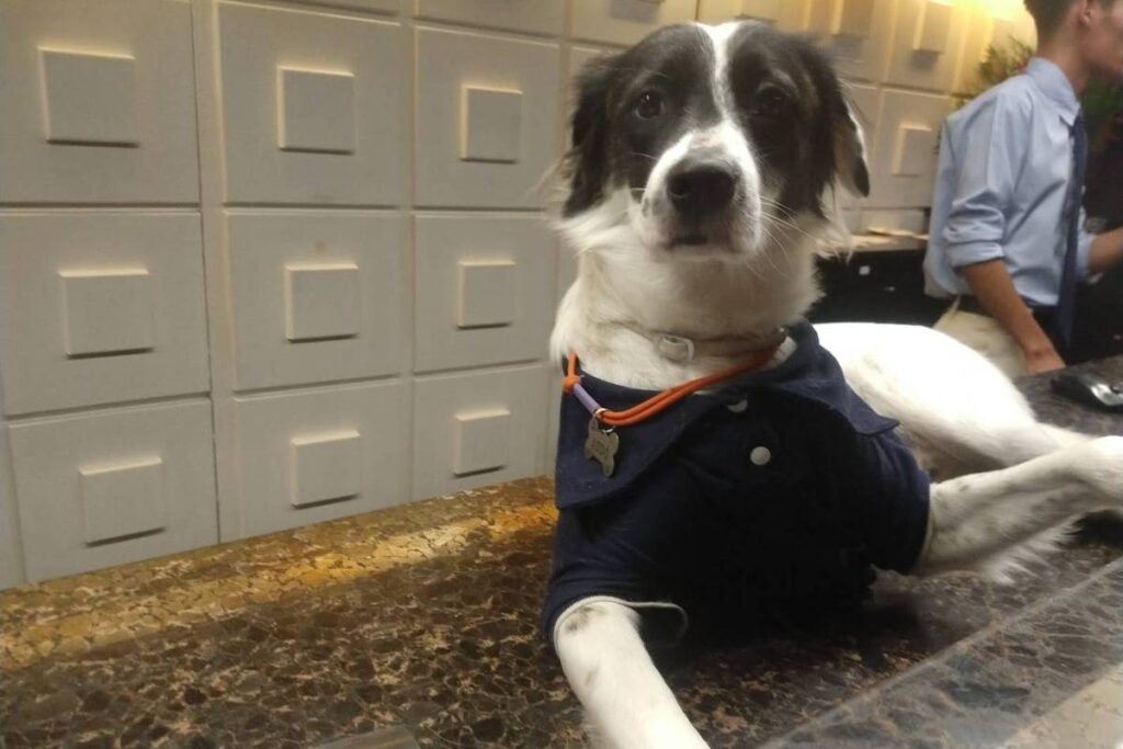 bom-pra-cachorro:-conheca-xodo,-caozinho-recepcionista-de-hotel-no-recife