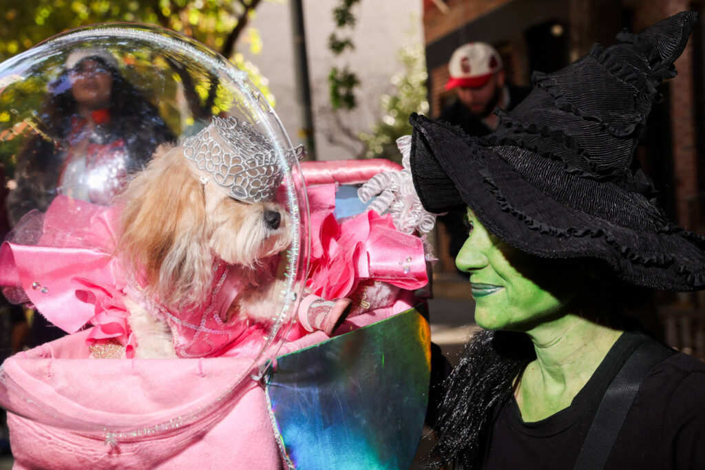 bom-pra-cachorro:-pets-participam-de-desfile-de-halloween-nos-eua;-veja-fotos