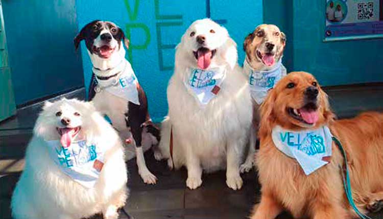 transformacao-e-paixao:-de-creche-infantil-a-referencia-no-cuidado-pet