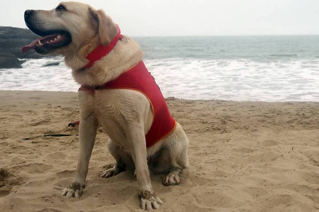 bom-pra-cachorro:-morre-ice,-o-primeiro-cao-salva-vidas-do-brasil