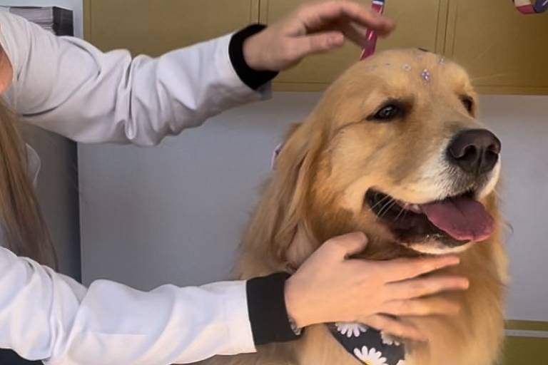 bom-pra-cachorro:-pet-truck-reune-atividade-interativa-e-orientacao-sobre-saude-dos-caes