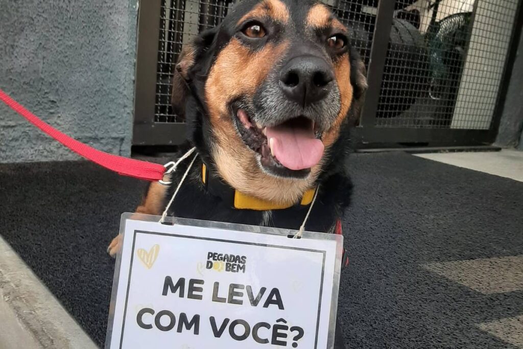 bom-pra-cachorro:-sabado-tem-evento-de-adocao-e-festa-junina-pet-em-sp