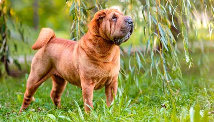 shar-pei-–-o-elegante-“pele-de-areia”