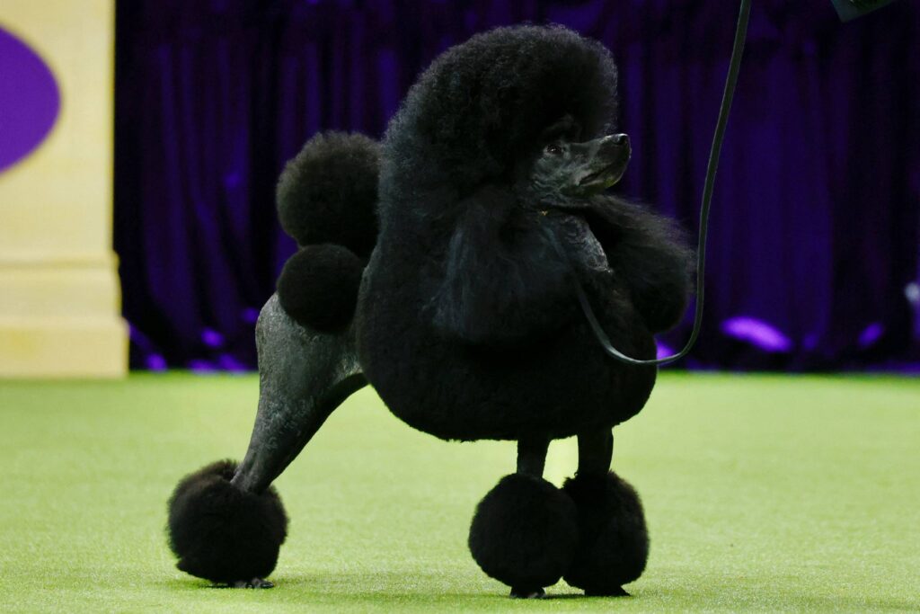 bom-pra-cachorro:-poodle-de-3-anos-vence-tradicional-concurso-canino;-veja-fotos