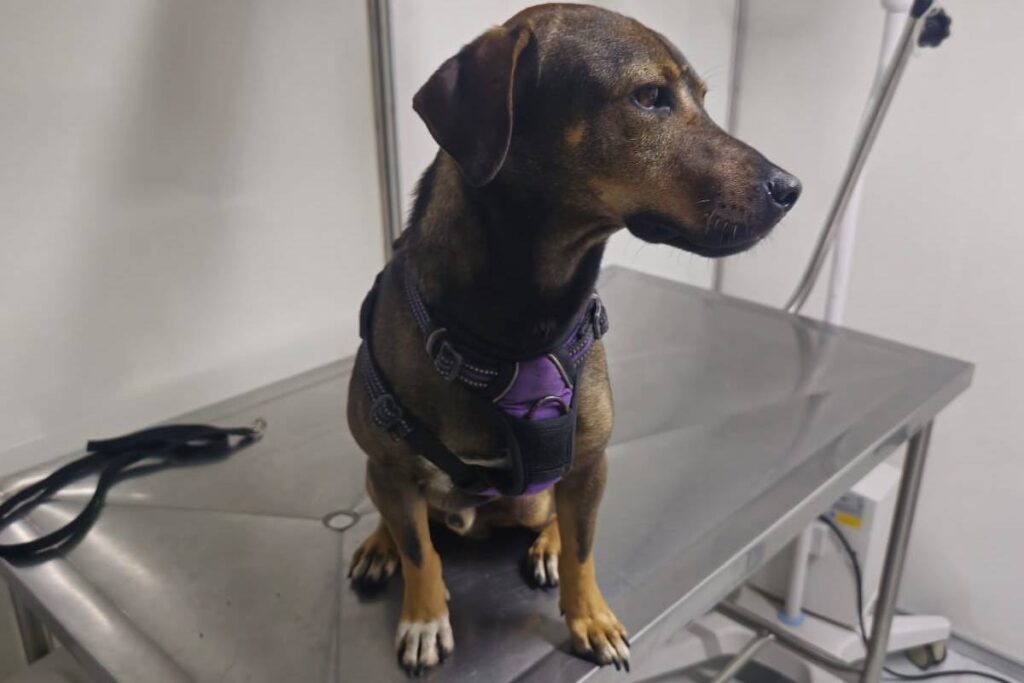 bom-pra-cachorro:-cachorro-resgatado-em-show-da-madonna-ganha-apelido-de-vogue-e-busca-tutor