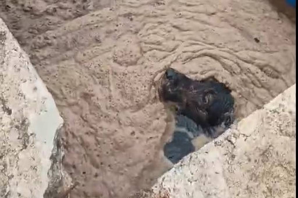 bom-pra-cachorro:-cachorro-e-resgatado-de-tanque-de-esgoto-e-ganha-nome-de-valente-em-sumare-(sp)