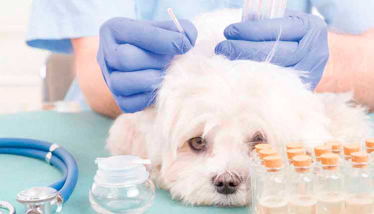 medicina-integrativa-veterinaria-e-preventiva,-curativa-e-paliativa