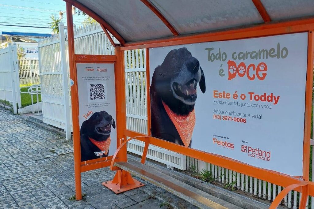 banho-de-loja-em-vira-latas-faz-adocoes-explodirem-em-cidade-do-rs