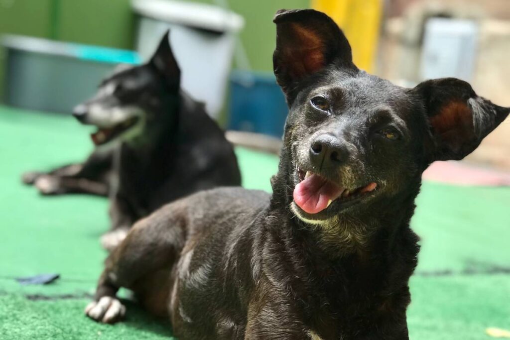 bom-pra-cachorro:-pets-de-pelagem-preta-aguardam-mais-tempo-por-adocao