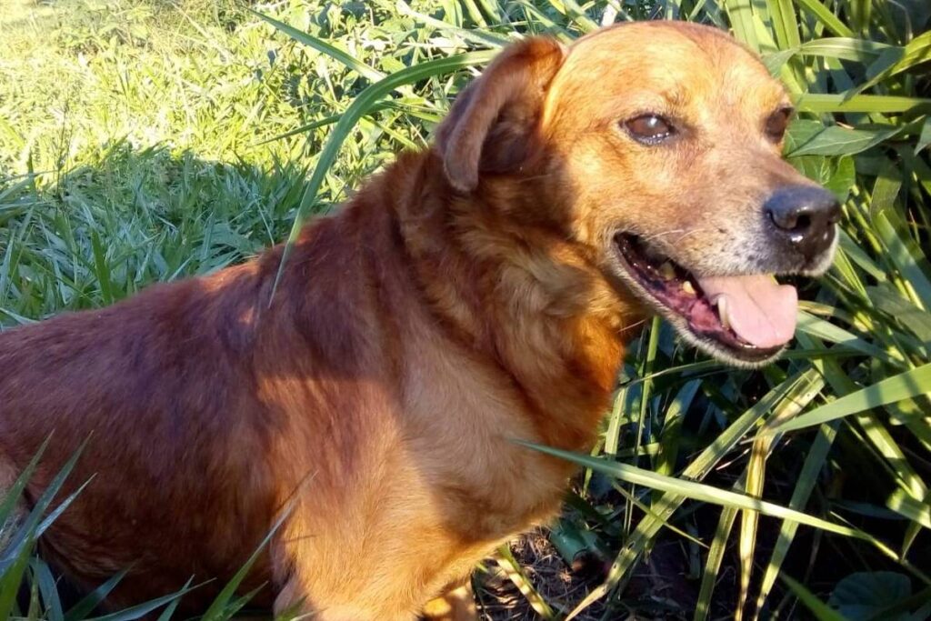 bom-pra-cachorro:-sabado-tem-evento-de-adocao-e-campanha-de-doacao-de-sangue-pet-em-sp