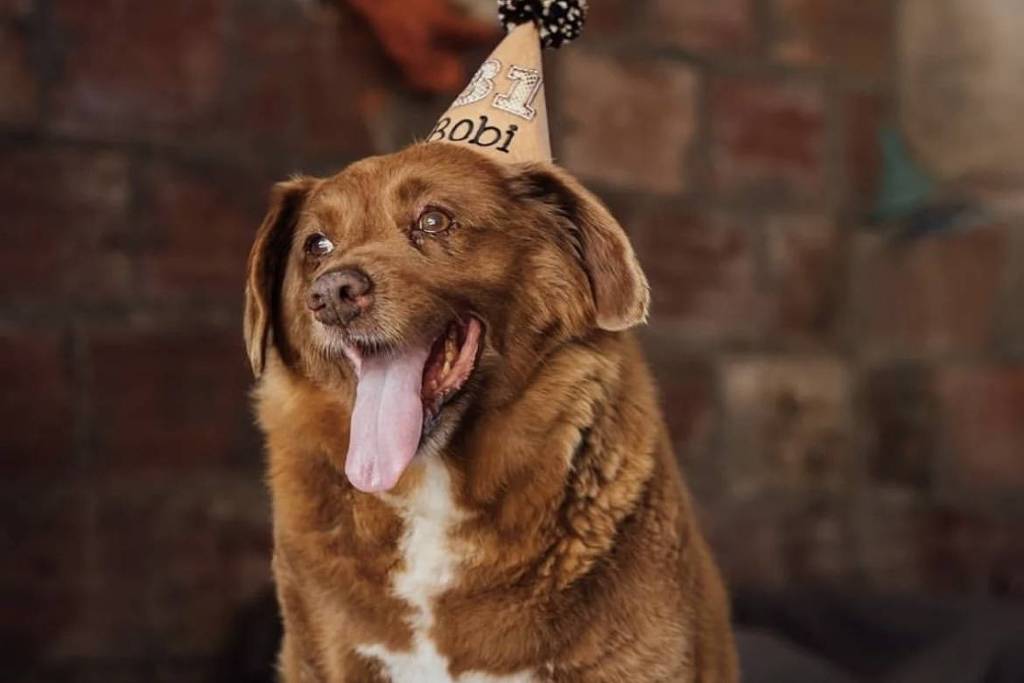 bom-pra-cachorro:-veterinarios-questionam-idade-de-bobi,-o-cao-mais-velho-do-mundo