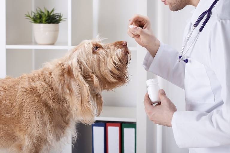 bom-pra-cachorro:-animais-jovens-tem-cancer-de-mama?-saiba-mitos-e-verdades-sobre-a-doenca-em-pets