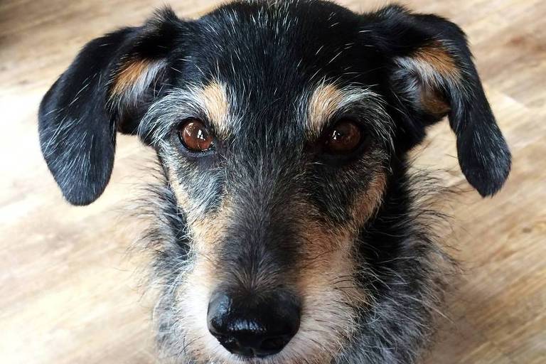 bom-pra-cachorro:-turma-da-monica-faz-homenagem-para-estopinha:-a-vira-lata-mais-amada-do-brasil