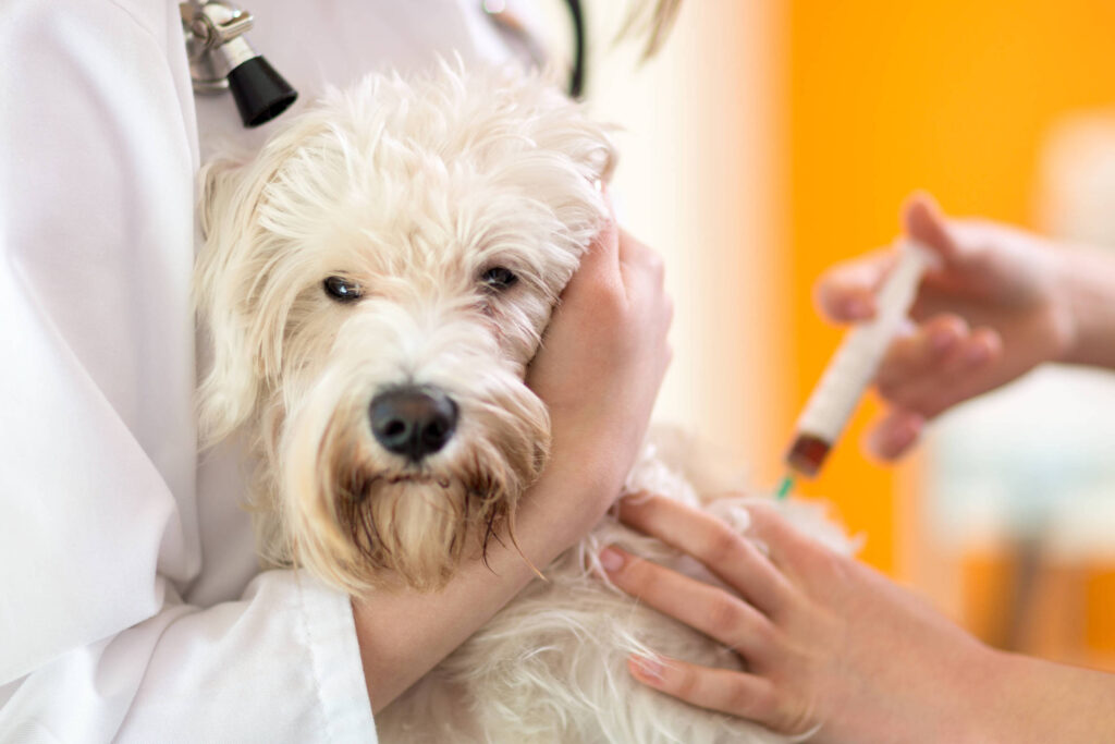 bom-pra-cachorro:-conheca-sintomas-e-saiba-o-que-fazer-se-o-pet-for-picado-por-escorpiao