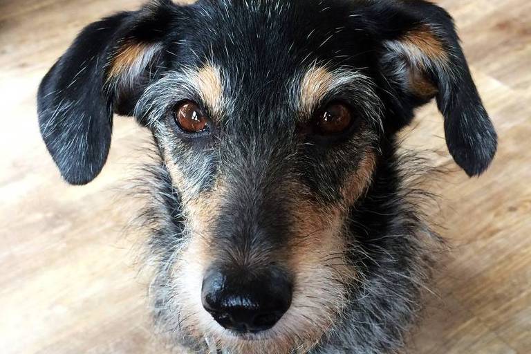 bom-pra-cachorro:-morre-estopinha-rossi,-uma-das-primeiras-pet-influencers-do-brasil