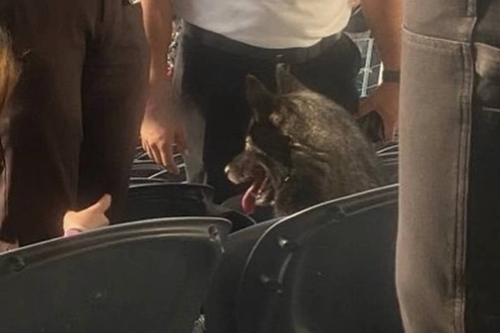 bom-pra-cachorro:-cachorra-escapa,-invade-estadio-e-assiste-a-show-do-metallica-nos-eua