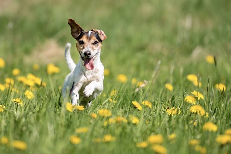 bom-pra-cachorro:-cachorro-e-o-pet-mais-buscado-no-google;-veja-perguntas-e-respostas