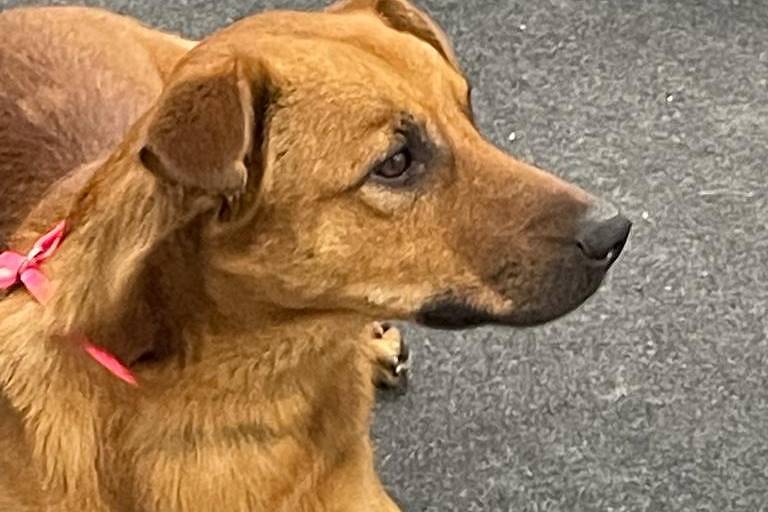 bom-pra-cachorro:-mel-e-thor-lideram-nomes-para-caes-em-plataforma;-vira-latas-sao-maioria