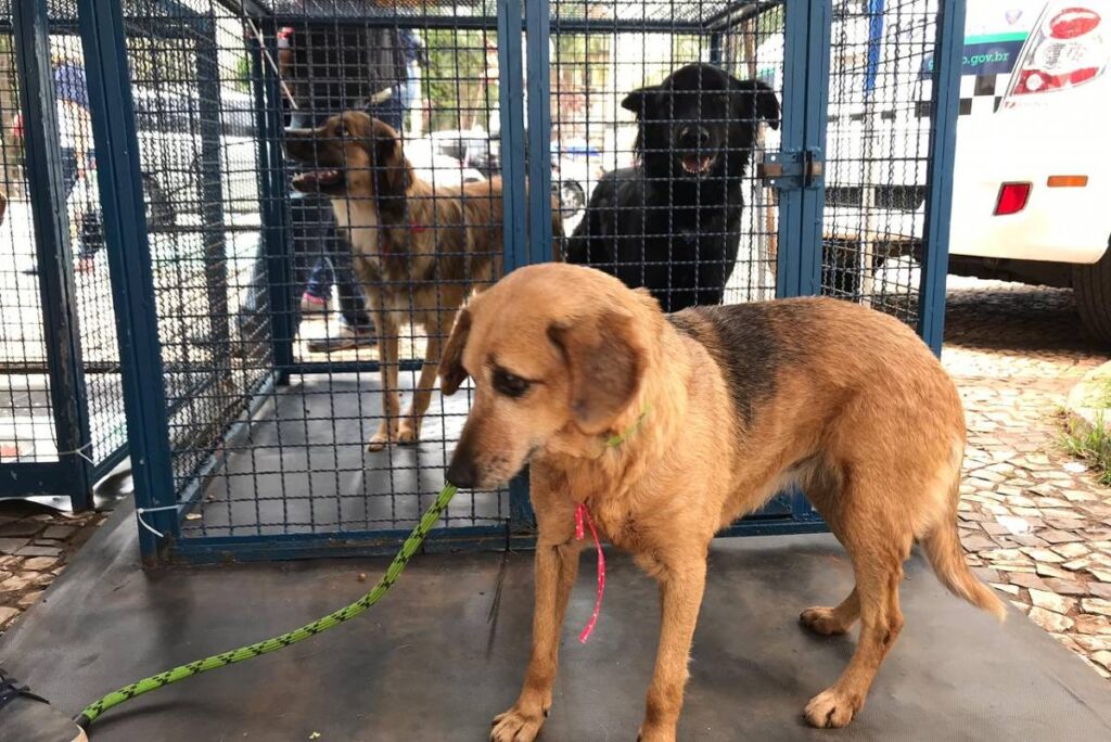 bom-pra-cachorro:-shoppings-em-sp-recebem-eventos-de-adocao-de-caes-e-gatos-neste-fim-de-semana