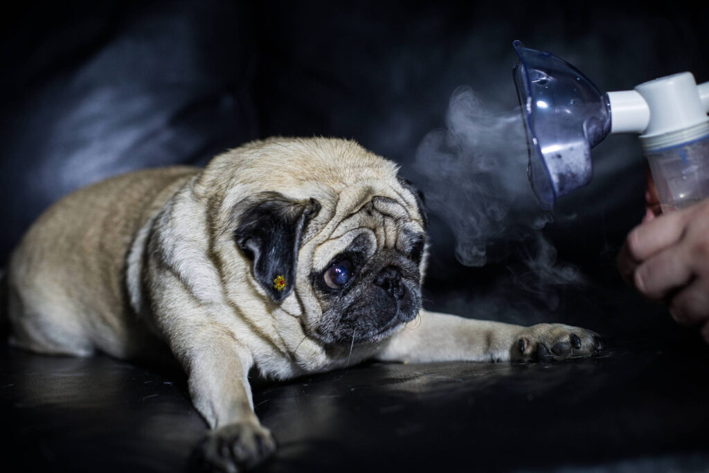 bom-pra-cachorro:-tempo-seco-afeta-saude-de-caes-e-gatos;-saiba-amenizar-efeitos-da-baixa-umidade