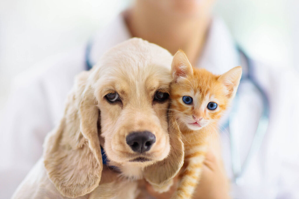 bom-pra-cachorro:-pet-doa-sangue?-campanha-busca-caes-e-gatos-voluntarios