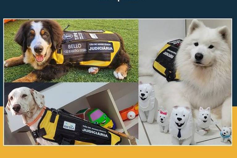 bom-pra-cachorro:-caes-auxiliam-criancas-vitimas-de-violencia-em-forum-no-parana