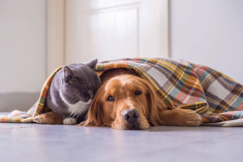 bom-pra-cachorro:-veja-6-perguntas-e-respostas-para-cuidar-do-pet-nos-dias-frios