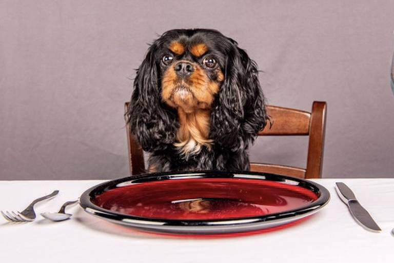 bom-pra-cachorro:-pets-podem-comer-qualquer-legume-ou-fruta?