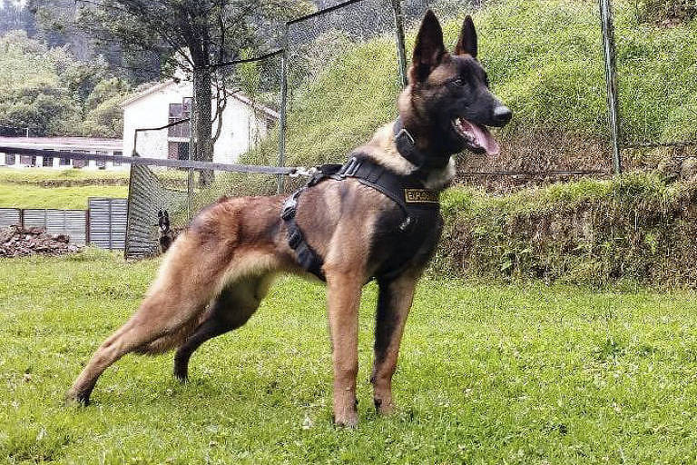 bom-pra-cachorro:-onde-esta-wilson?-busca-por-cachorro-na-colombia-envolve-pegadas,-carne-e-cadela