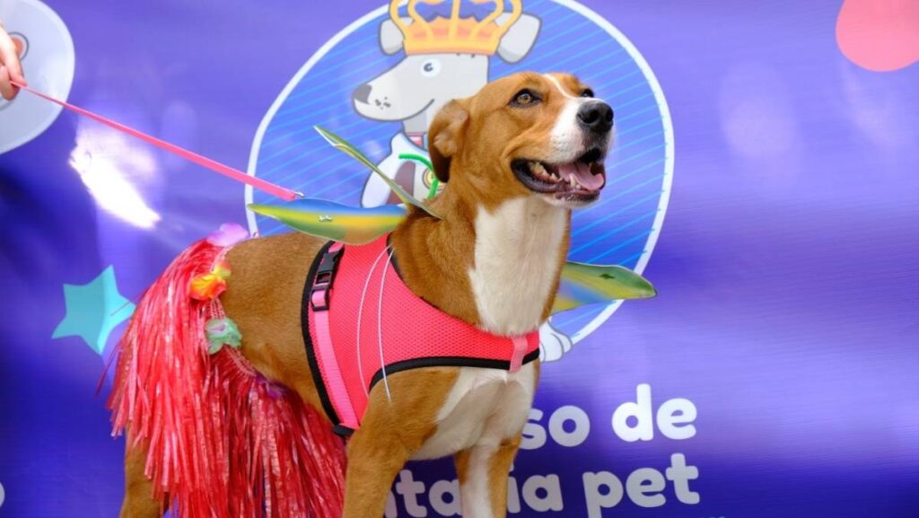 bom-pra-cachorro:-fim-de-semana-tem-bailinho-de-carnaval-pet-e-folia-da-adocao-em-sao-paulo