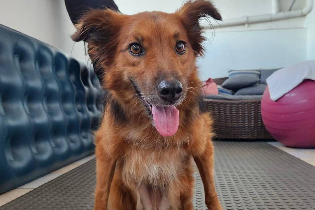 bom-pra-cachorro:-fim-de-semana-em-sp-tem-petnic-e-evento-de-adocao-de-caes-com-deficiencia