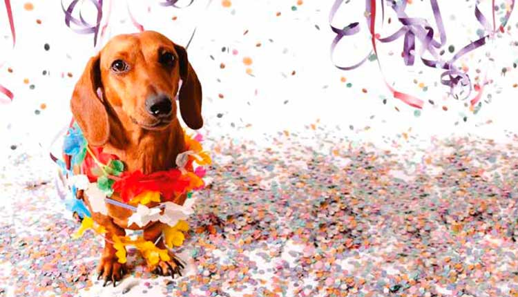 carnaval-exige-atencao-redobrada-do-setor-pet