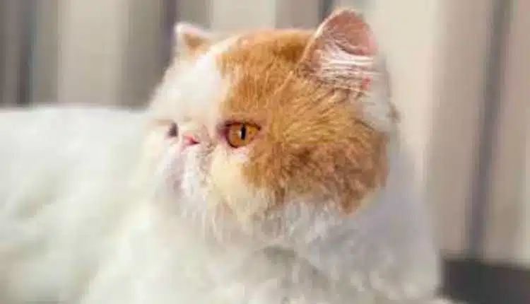 banho-e-tosa-em-gato-de-pelo-longo-e-semilongo