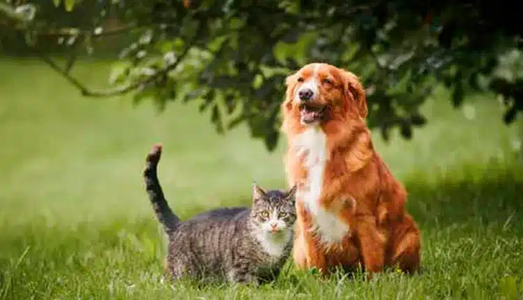 cuidados-essenciais-para-garantir-a-seguranca-e-o-bem-estar-dos-pets