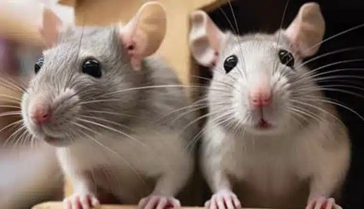 alem-do-convencional-–-um-novo-mercado-se-desenha-longe-dos-caes-e-gatos-–-e-ja-movimenta-milhoes