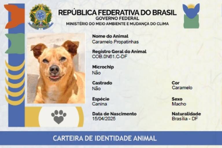 bom-pra-cachorro:-governo-lanca-rg-para-caes-e-gatos;-tire-duvidas-sobre-o-cadastro