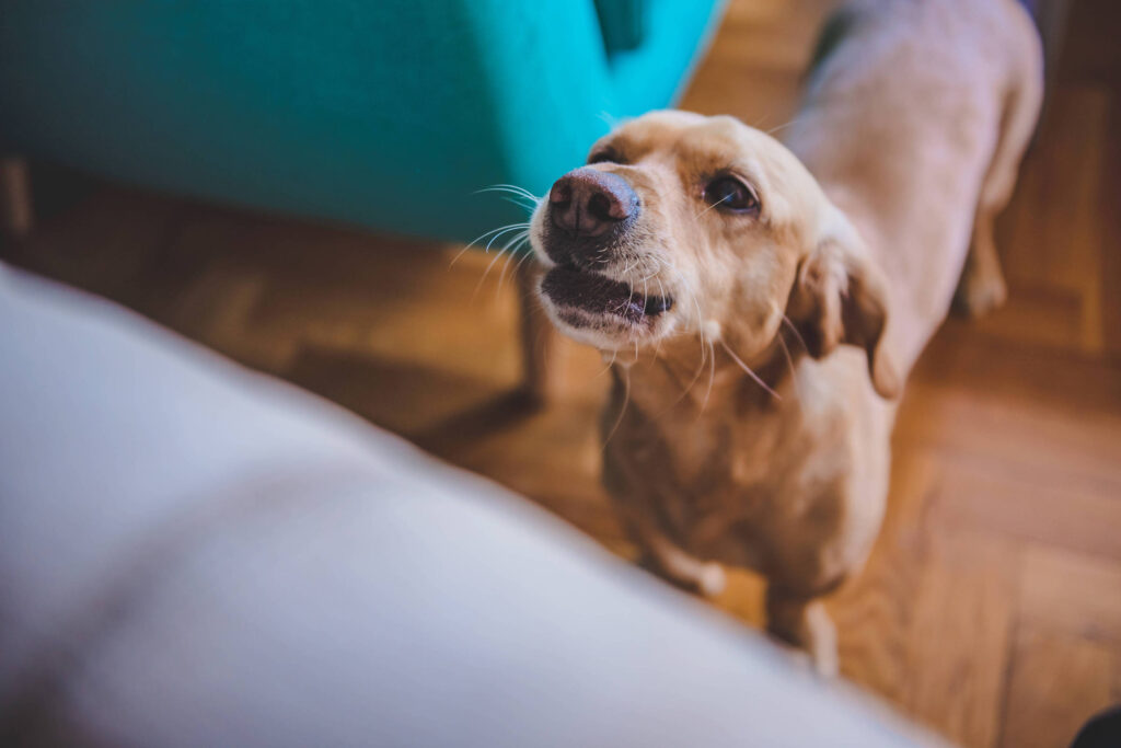 bom-pra-cachorro:-gavioes-da-fiel-recebe-acao-pet-com-servicos-e-caes-resgatados-do-rs