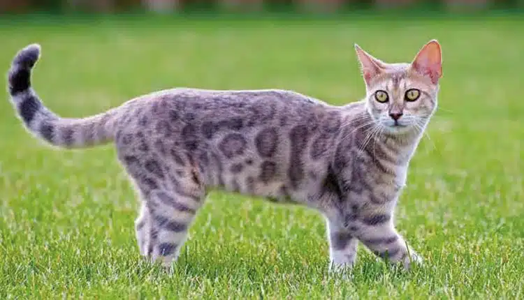 gato-bengal-–-um-minileopardo-para-conhecer
