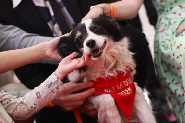 cadela-chamada-panda-ganha-premio-palm-dog-em-cannes