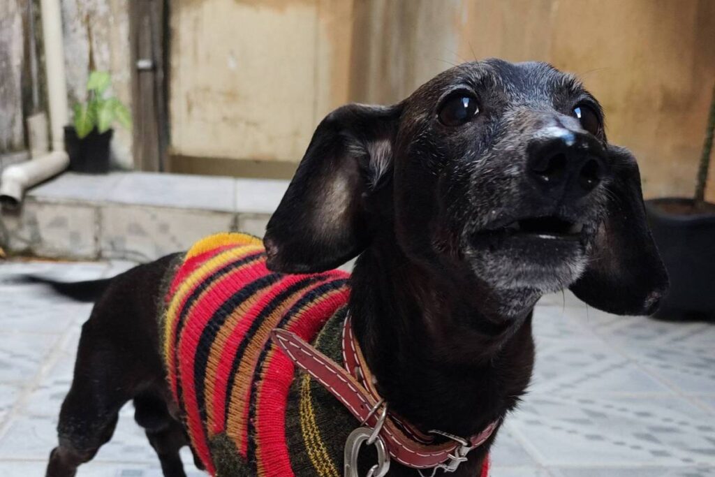 bom-pra-cachorro:-esperto-e-de-temperamento-forte,-bidu-viveu-entre-rebeldia-e-amor