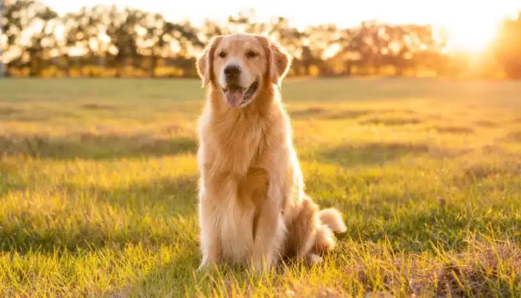 golden-retriever-–-o-cao-que-se-torna-parte-da-familia
