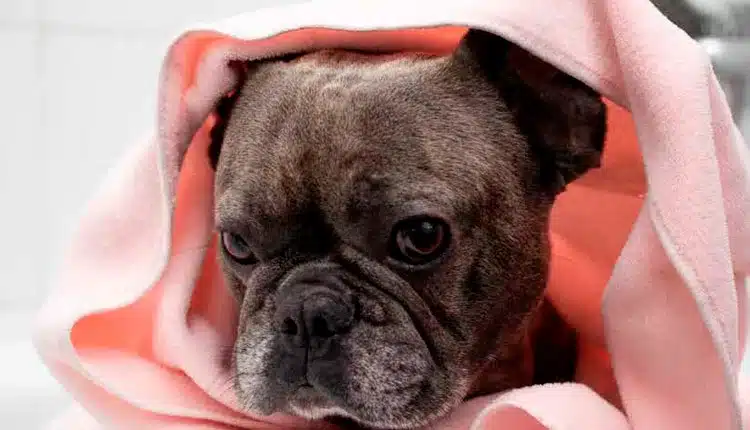 groomers-–-a-profissao-que-une-tecnica,-paixao-e-oportunidades