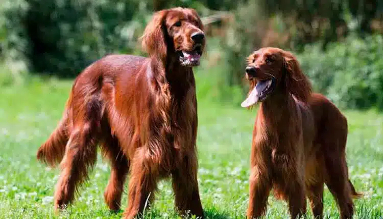 setter-irlandes-–-exuberancia-e-cordialidade