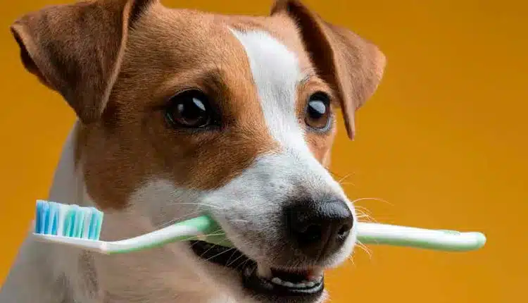 escovar-os-dentes-do-seu-pet-e-mais-importante-do-que-parece