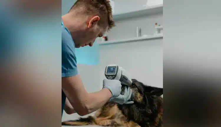 medicina-veterinaria-preventiva:-beneficios-alem-da-saude-animal