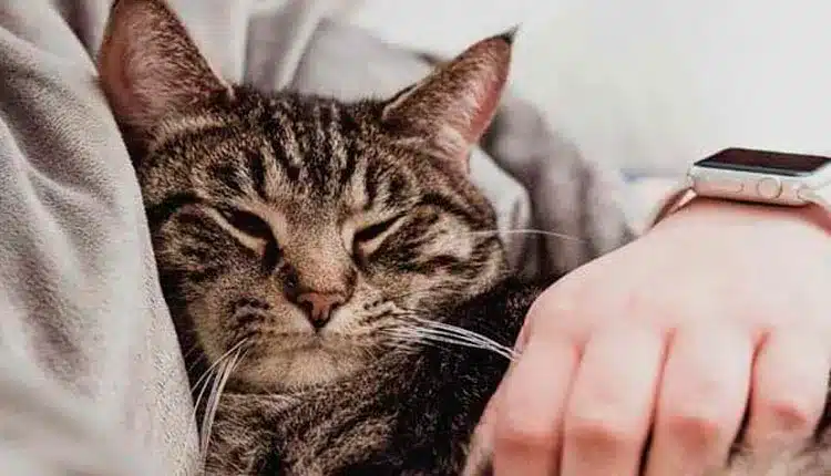 pets-da-aquisicao-a-prevencao-de-doencas