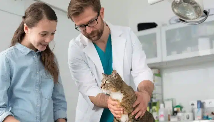estudo-revela-que-dois-tercos-dos-veterinarios-brasileiros-estao-se-especializando