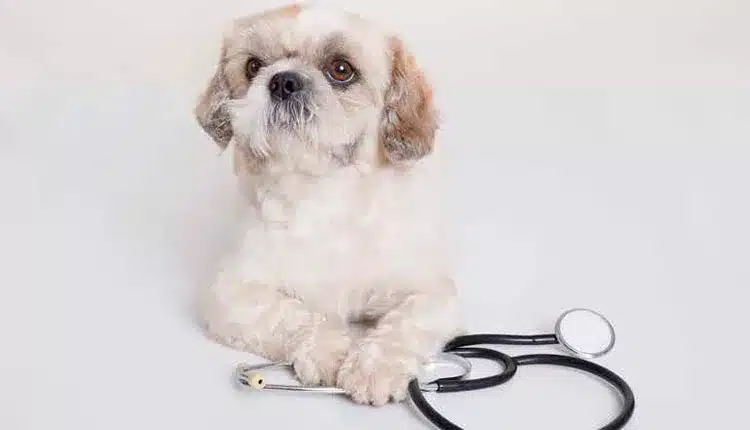 dia-do-medico-veterinario-–-uma-homenagem-especial