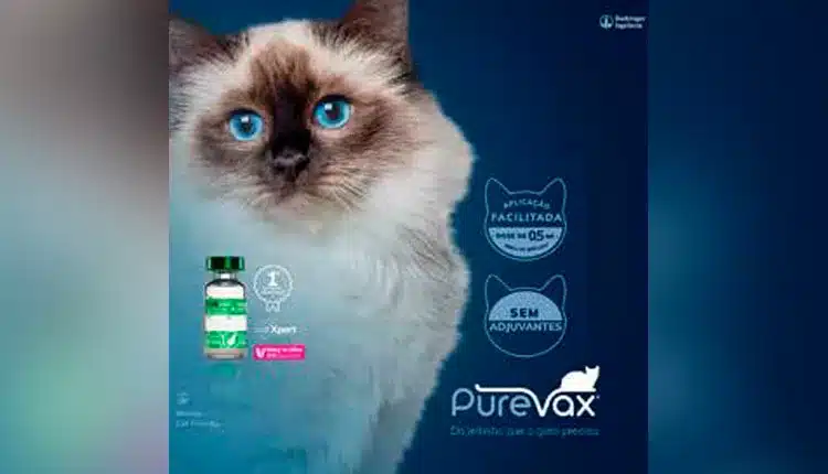 boehringer-ingelheim-lanca-linha-purevax-e-inova-na-vacinacao-felina-no-brasil